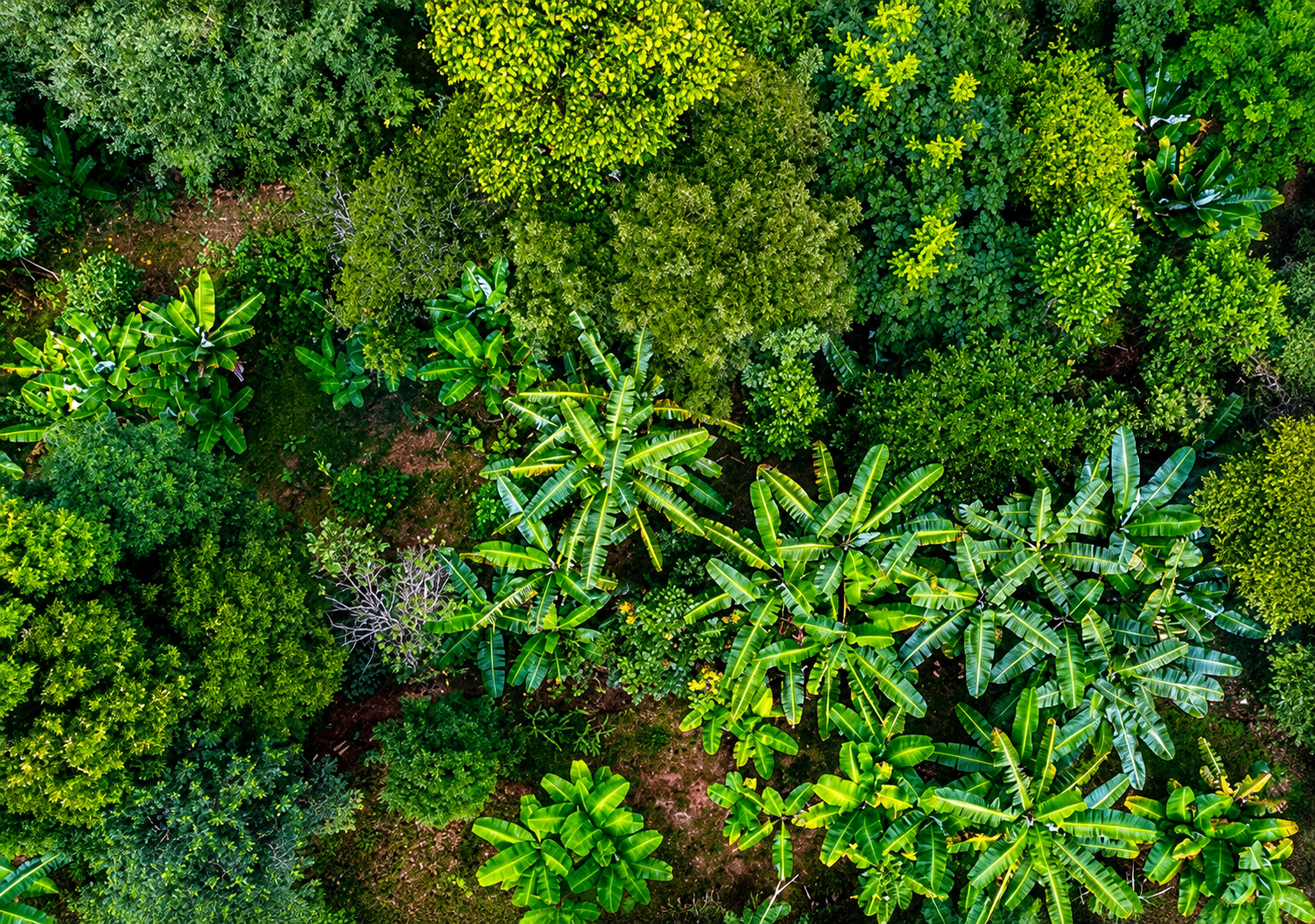 Agrofloresta